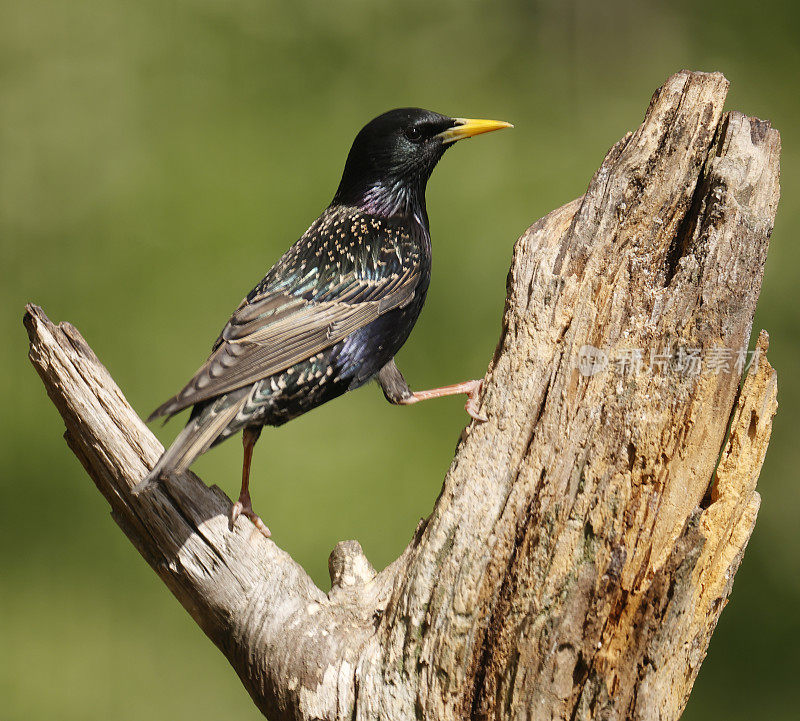 普通椋鸟(Sturnus vulgaris)